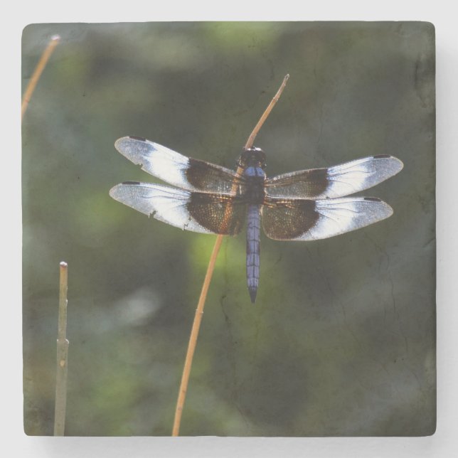 Male Widow Skimmer Dragonfly Stone Coaster (Front)