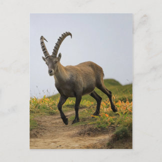 Male wild alpine, capra ibex, or steinbock postcard
