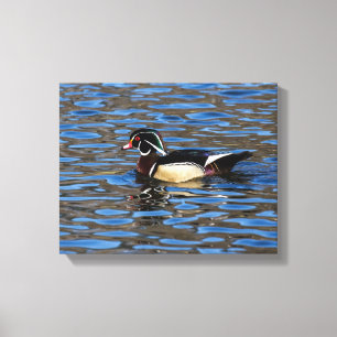 Male Wood Duck Canvas Print