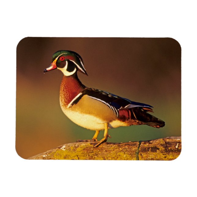 Male wood duck, Illinois Magnet (Horizontal)