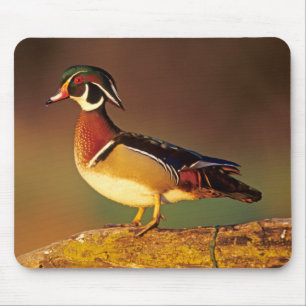 Male wood duck, Illinois Mouse Pad