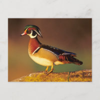Male wood duck, Illinois