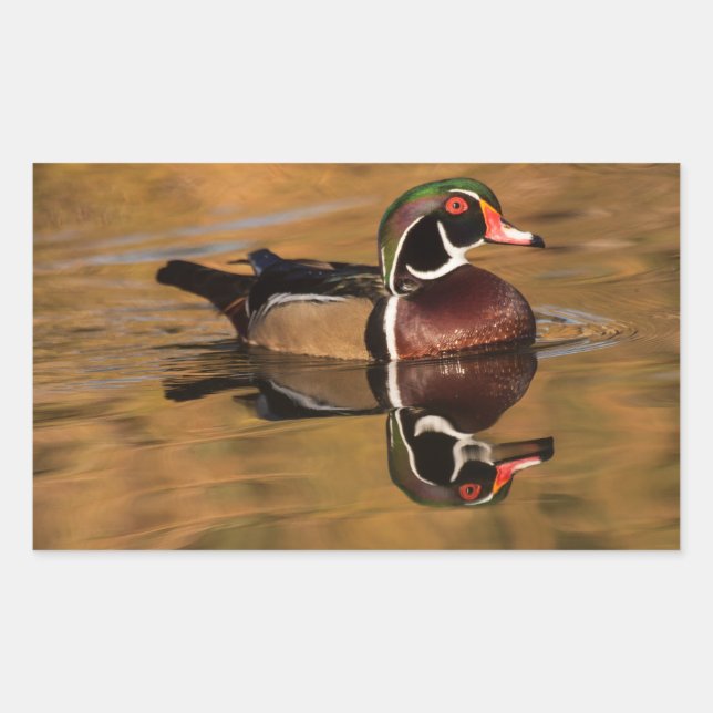 Male Wood duck on Golden Lake Sticker (Front)