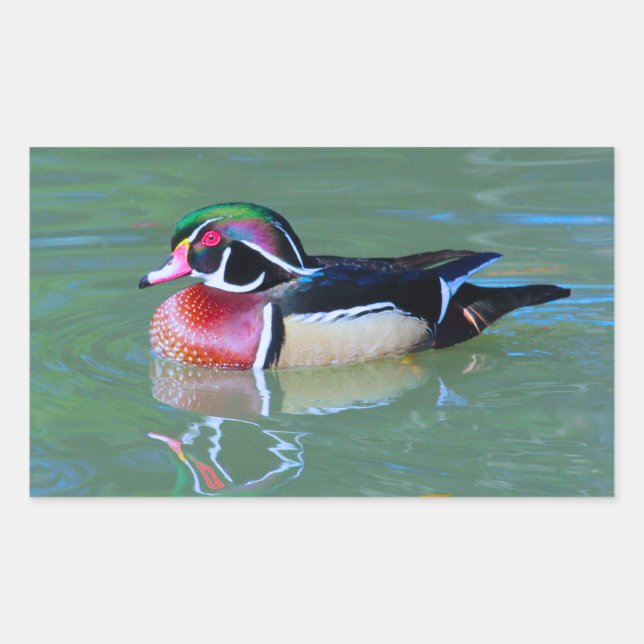 Male Wood Duck on pond Sticker (Front)