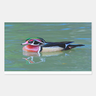 Male Wood Duck on pond Sticker