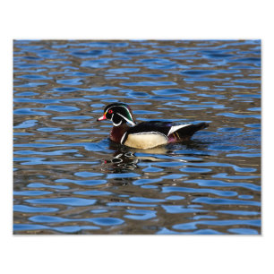 Male Wood Duck Photo Print