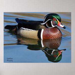 Male Wood Duck Reflection Throw Pillow Mouse Pad P Poster