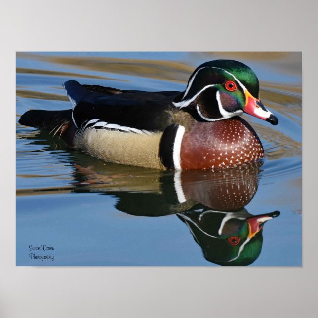 Male Wood Duck Reflection Throw Pillow Mouse Pad P Poster (Front)