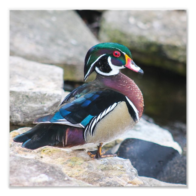 Male Wood Duck Square Print (Front)