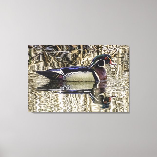 Male wood duck swimming in pond canvas print (Front)