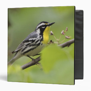 Male Yellow-throated Warbler, Dendroica Binder