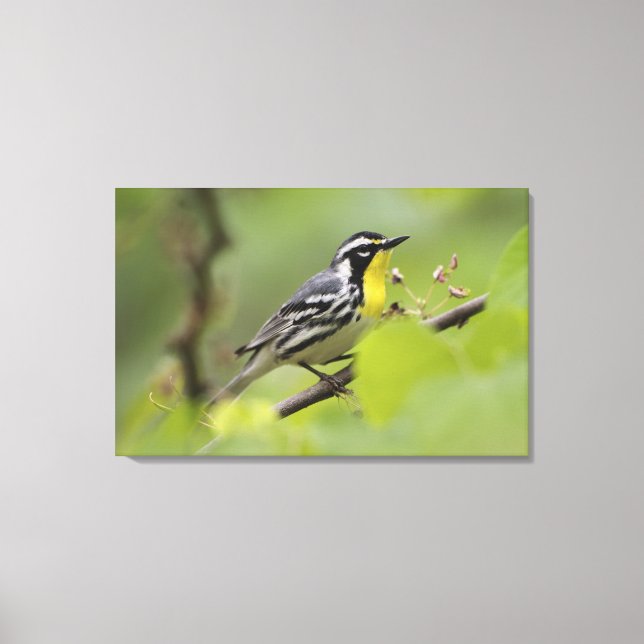 Male Yellow-throated Warbler, Dendroica Canvas Print (Front)