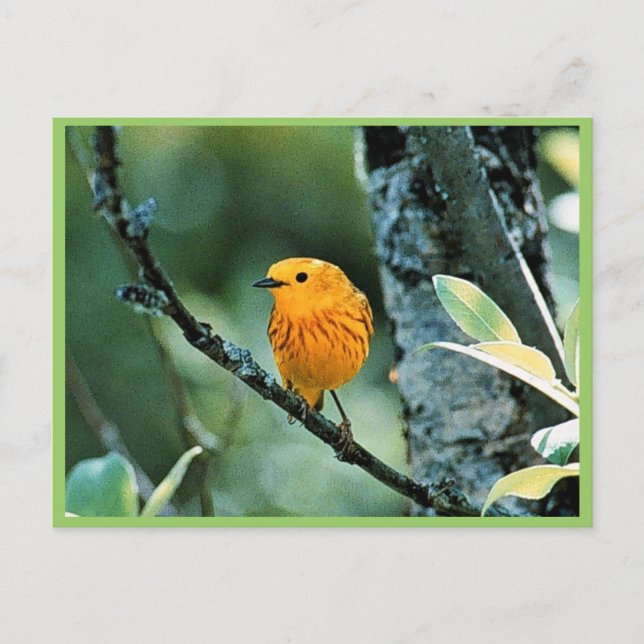 Male Yellow Warbler Postcard (Front)