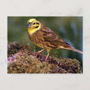 Male yellowhammer postcard