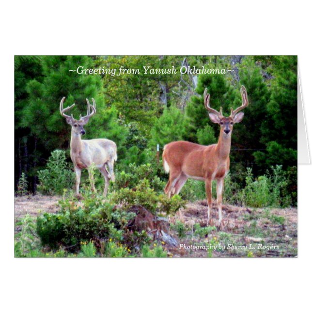 mâles de ~Two sur Rogers Mountain~ (Devant horizontal)