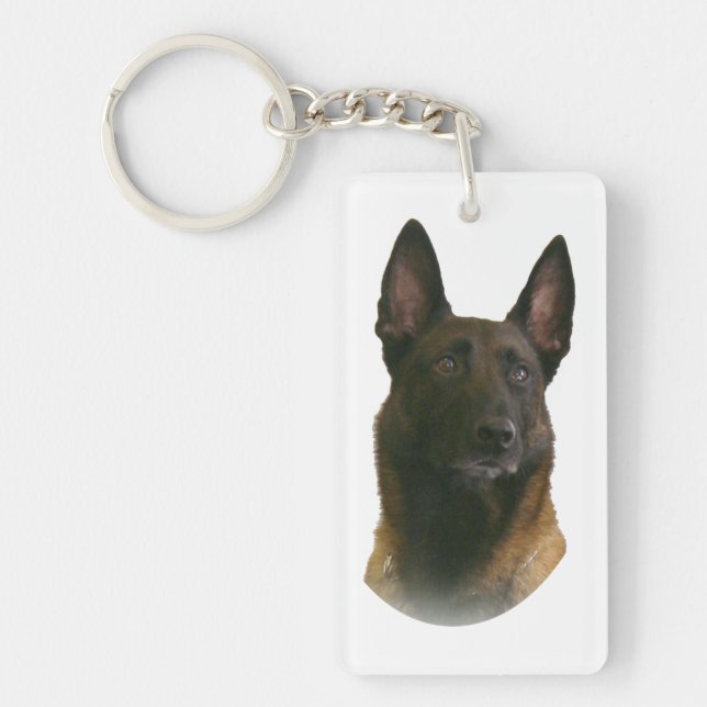 malinois belge (Devant)