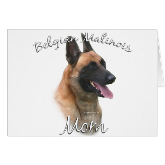 Malinois belge Maman 2 (Devant horizontal)