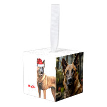 Malinois belge Nom Deux photos Noël