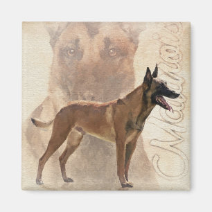 Malinois  - Belgian shepherd - Mechelaar Magnet