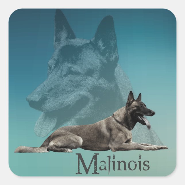 Malinois - Belgian shepherd -Mechelaar -Maligator Square Sticker (Front)