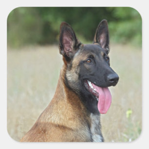 malinois square sticker