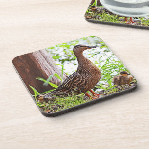 Mallard and Ducklings by Shirley Taylor Coaster