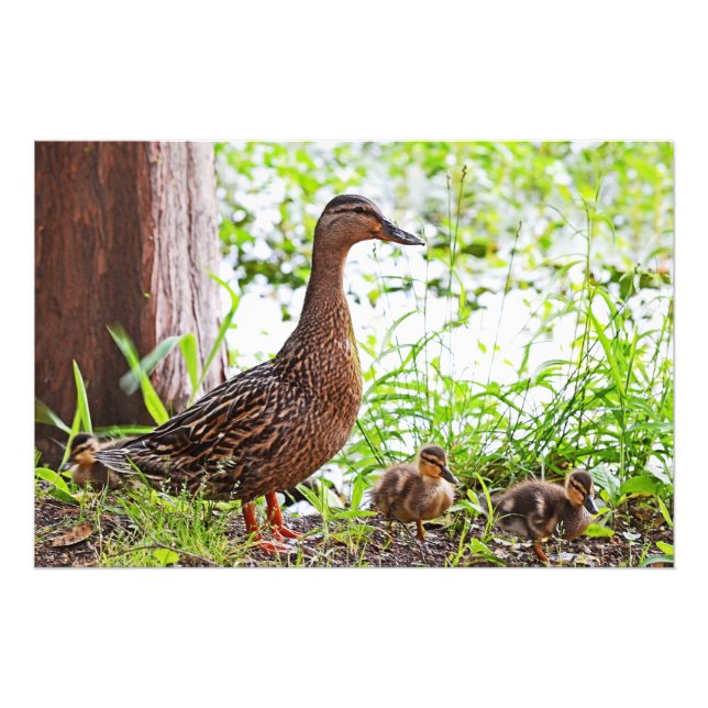 Mallard and Ducklings by Shirley Taylor Photo Print (Front)