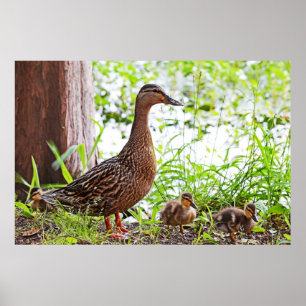Mallard and Ducklings by Shirley Taylor Poster