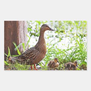 Mallard and Ducklings by Shirley Taylor Sticker