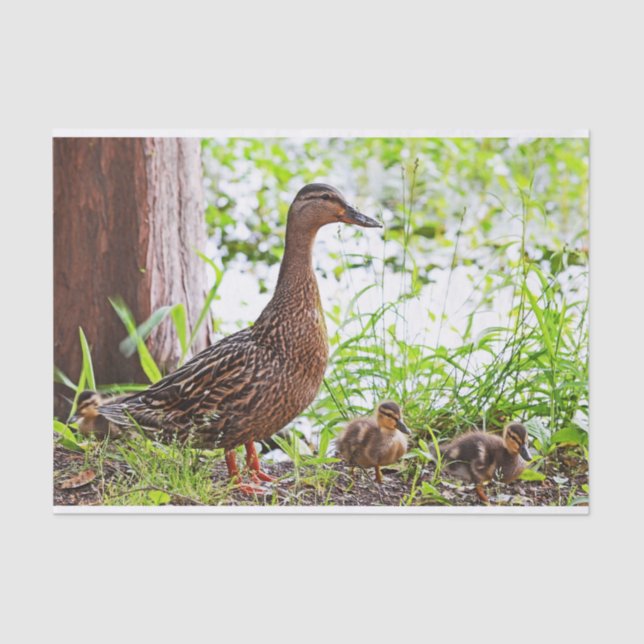 Mallard and Ducklings by Shirley Taylor Tissue Paper (Front)