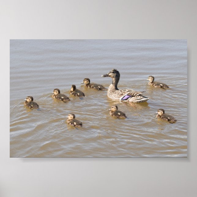 Mallard and Ducklings Poster (Front)