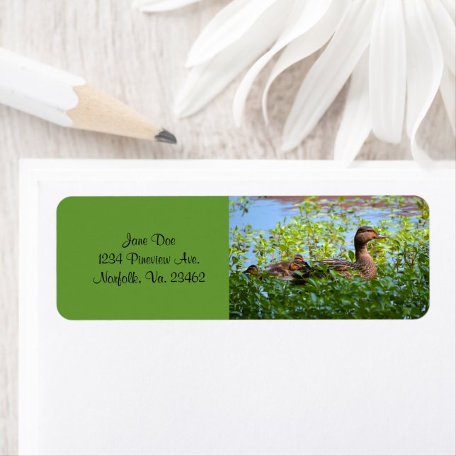 Mallard and Ducklings-Swimming by Shirley Taylor (Insitu)