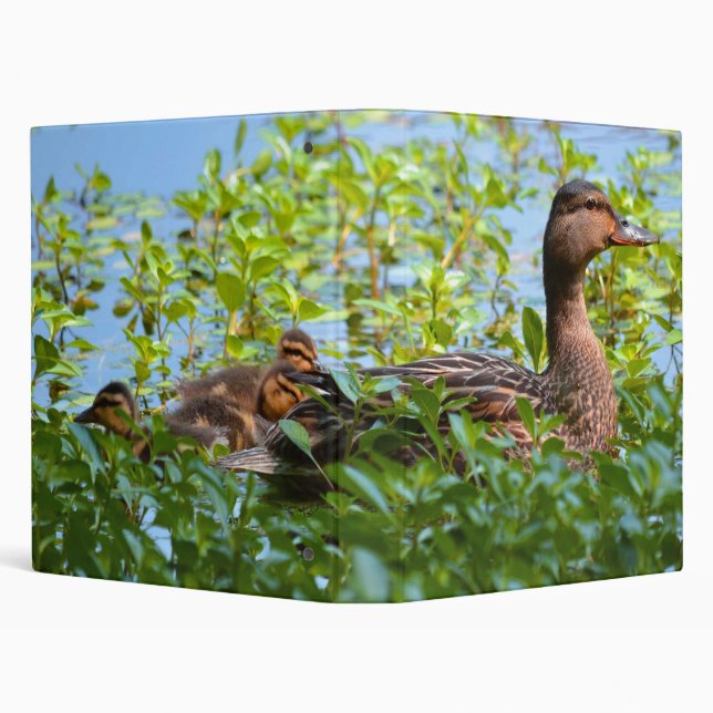 Mallard and Ducklings-Swimming by Shirley Taylor Binder (Background)