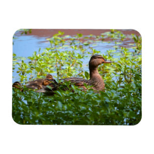 Mallard and Ducklings-Swimming by Shirley Taylor Magnet