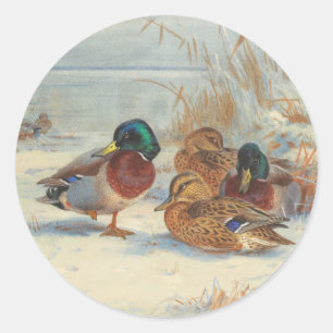 Mallard and teal in the snow, Birds Classic Round Sticker