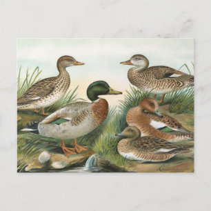 Mallard and Wigeon Vintage Bird Illustration Postcard