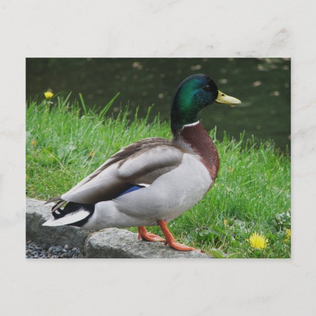 Mallard - Bird postcard (Front)