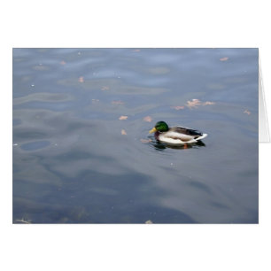 Mallard Blur card