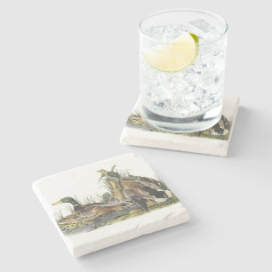 Mallard by Audubon Stone Coaster