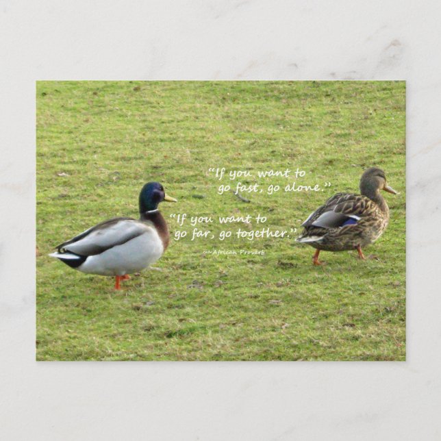 Mallard Canards avec carte postale Proverbe Africa (Devant)