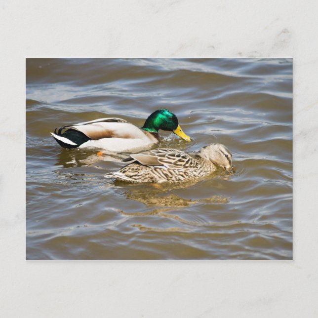 Mallard couple postcard (Front)