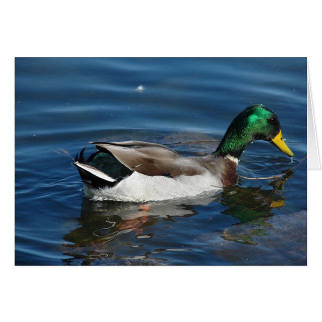 Mallard Drake (Front Horizontal)