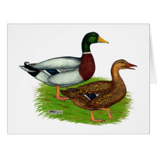 Mallard Drake and Duck