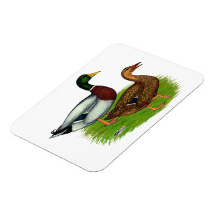 Mallard Drake and Duck Magnet