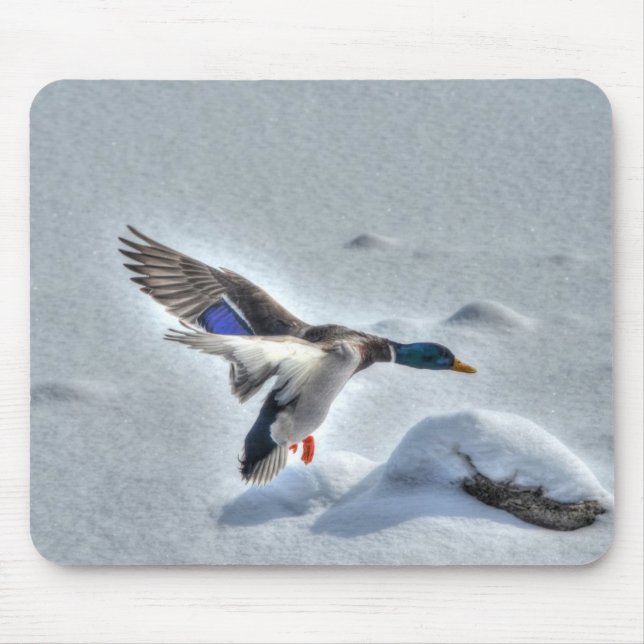 Mallard Drake Birdlover Wildlife Photo Mouse Pad (Front)