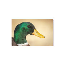Mallard Drake