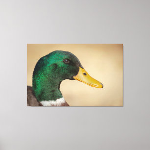 Mallard Drake Canvas Print