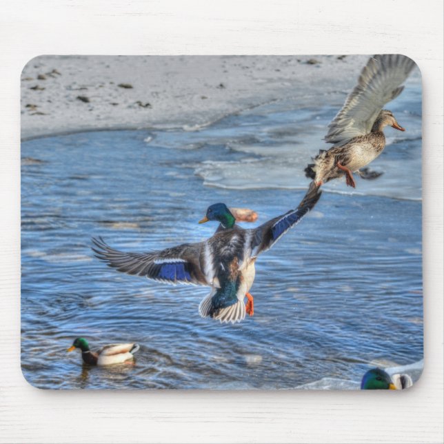 Mallard Drake & Duck Birdlover Wildlife Photo Mouse Pad