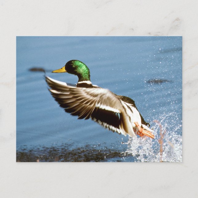 Mallard Drake Duck Postcard (Front)