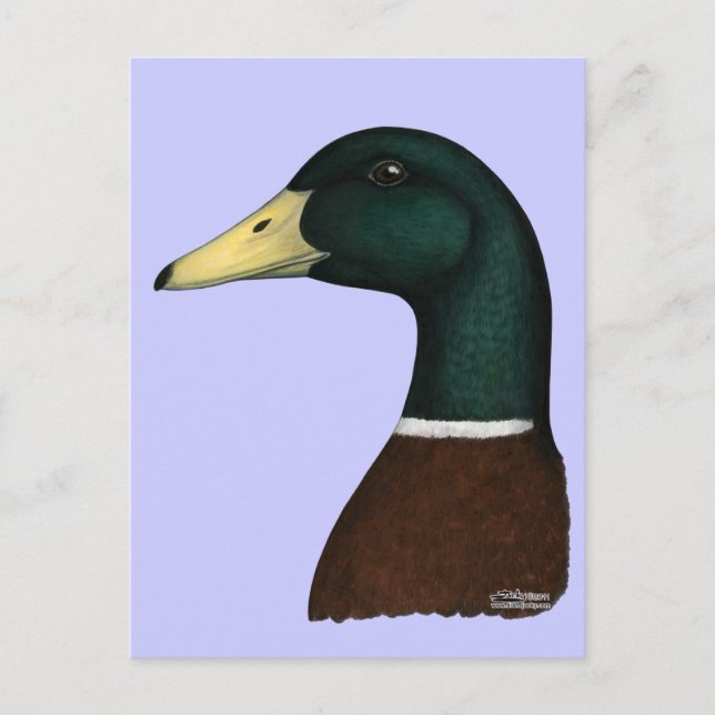 Mallard Drake Head Postcard (Front)
